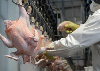 Tras la gripe aviar, se reanudan las exportaciones de pollos a Gran Bretaña