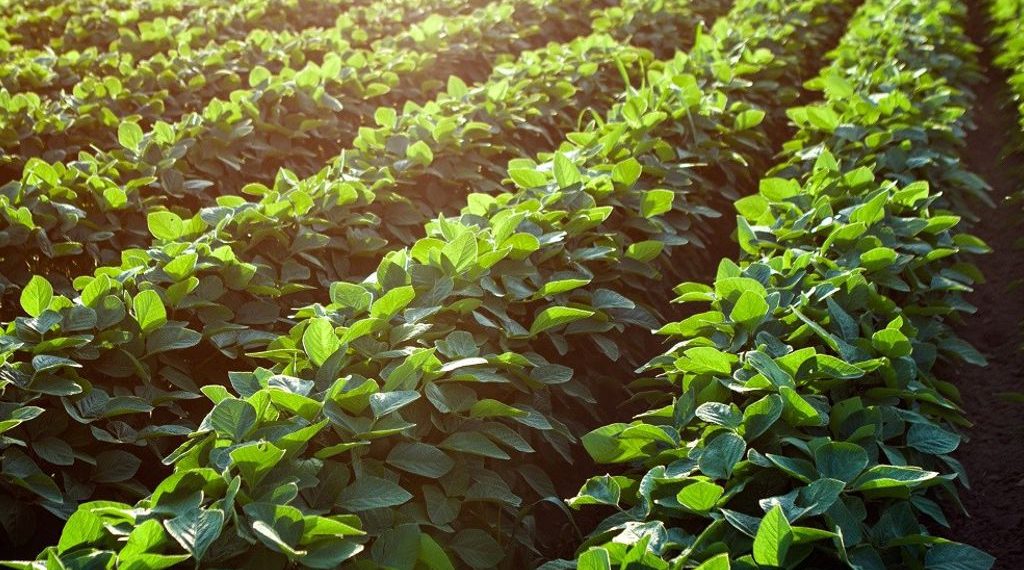 La campaña de soja mejora y se suman 600 mil toneladas de producción en la zona núcleo