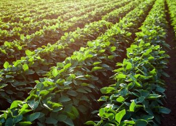 La campaña de soja mejora y se suman 600 mil toneladas de producción en la zona núcleo