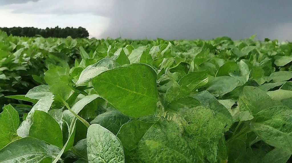 El Pampero bajará la temperatura y anuncian lluvias abundantes en el norte del área agrícola
