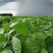 El Pampero bajará la temperatura y anuncian lluvias abundantes en el norte del área agrícola