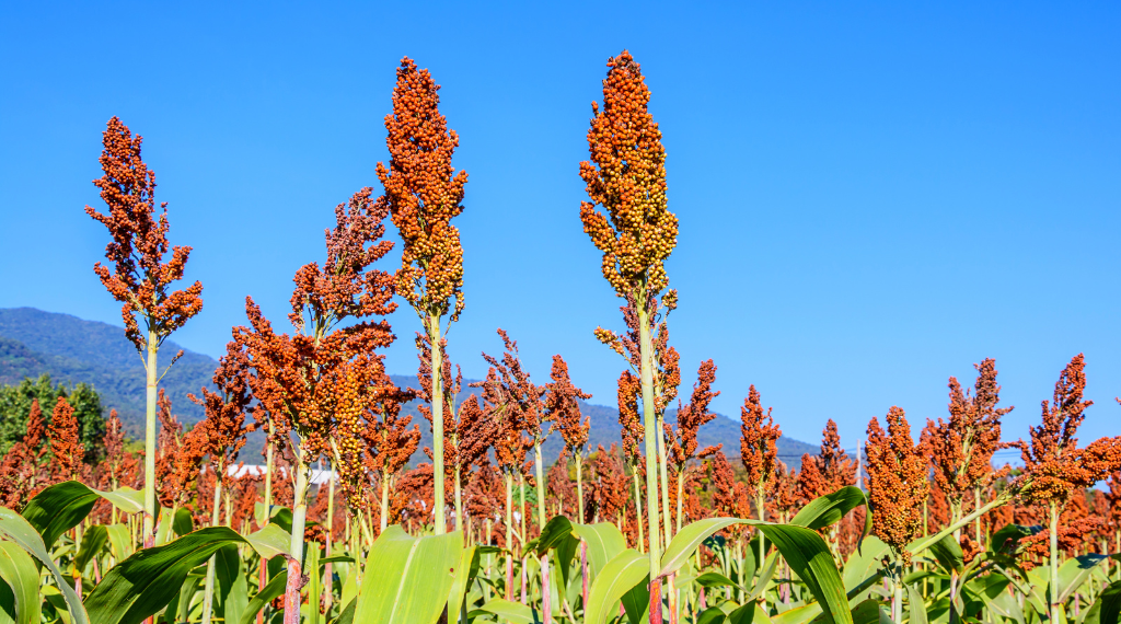 Destacan la oportunidad para exportar más sorgo y crean nuevos contratos de futuros para comercializarlo