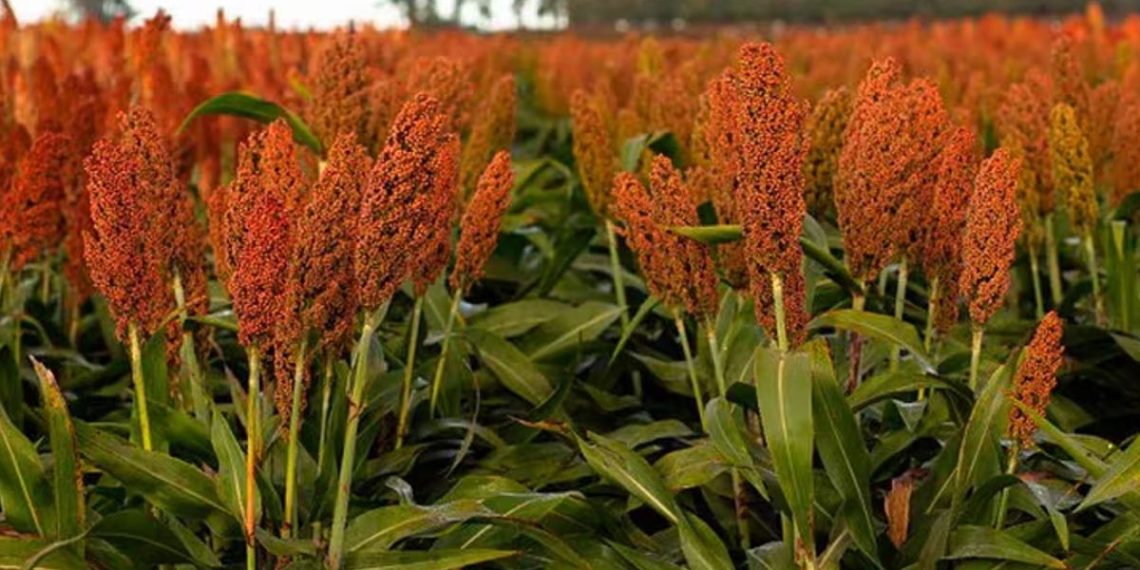 Nuseed presenta su nueva tecnología en control de malezas en sorgo
