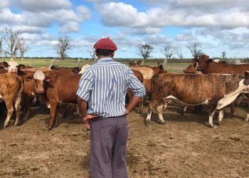 Confirman un aumento del 12% en los sueldos de los trabajadores rurales