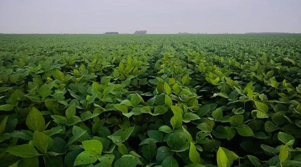 Corrientes reimpulsa la “época de oro de la soja en tierra colorada”