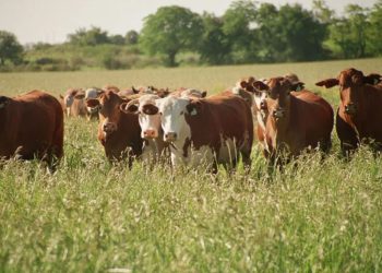 El Gobierno anunció que abre la importación de la vacuna bivalente