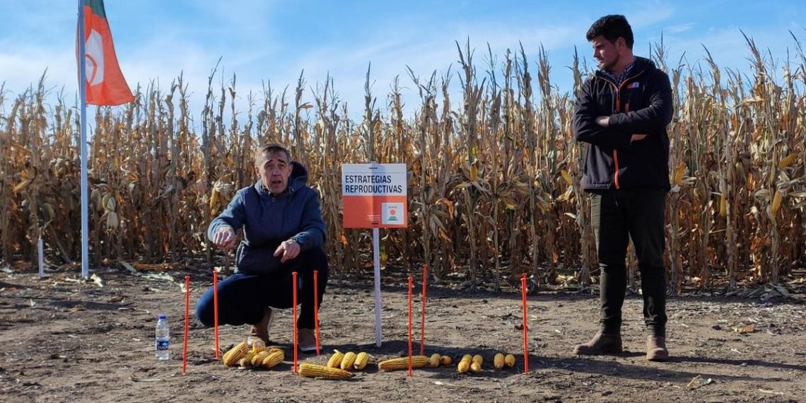 KWS lanzó su primer híbrido corto, como una propuesta de genética y agronomía