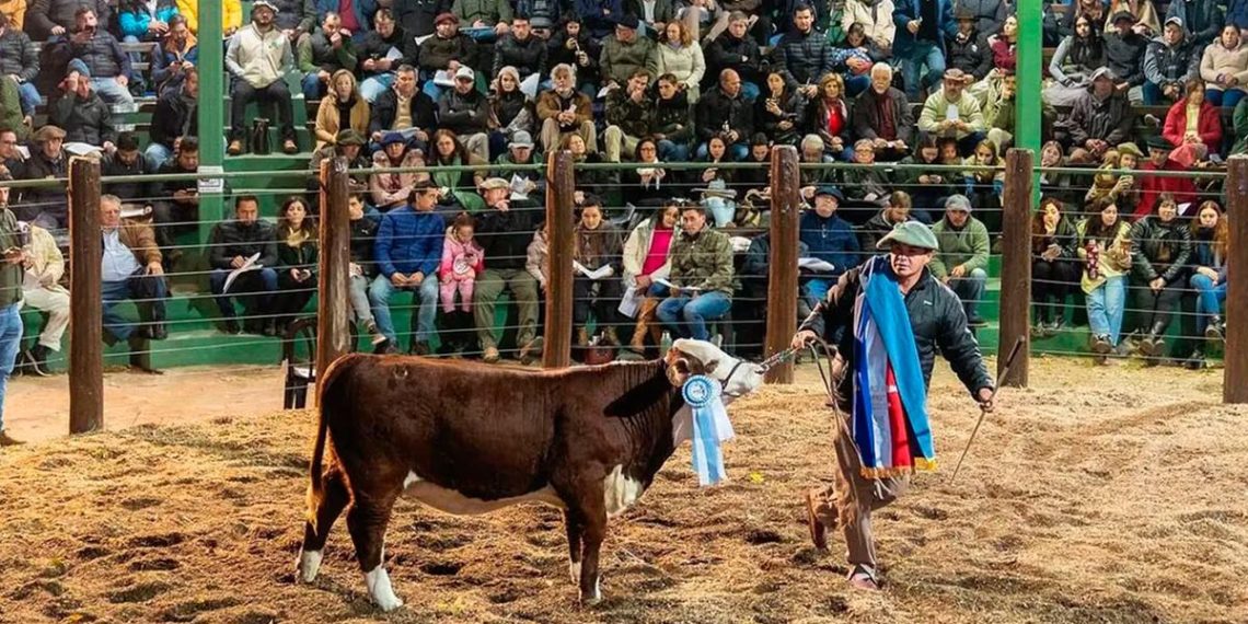 Pagaron hasta $14 millones por la mitad de una ternera Braford