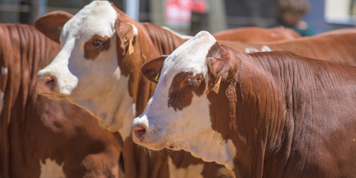 Se viene la Expo que congregará lo mejor de la genética bovina del país