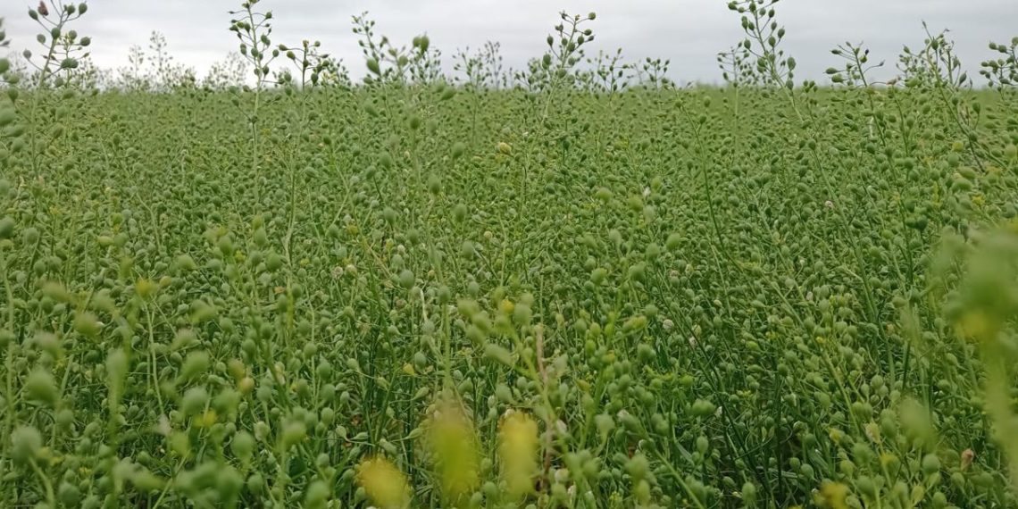 Louis Dreyfus Company, Global Clean Energy Holdings y Bayer Anuncian una Colaboración Estratégica para Promover el Cultivo de Camelina en Argentina como Parte del Programa PRO Carbono de Bayer