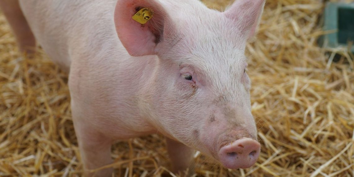 Carne de cerdo: cinco razones para aumentar su consumo