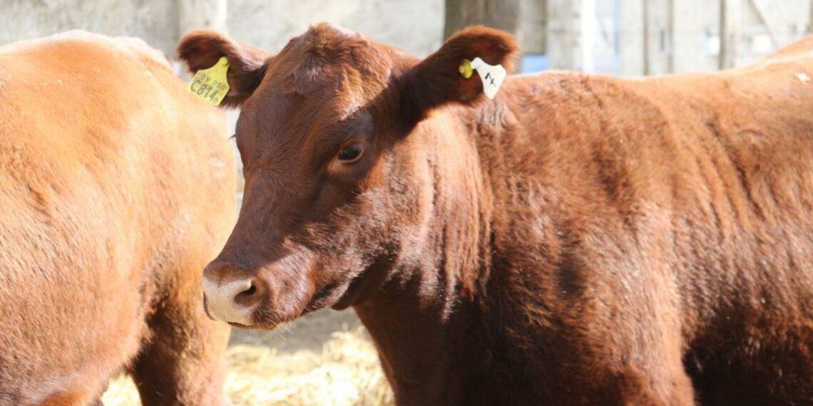 El Rosgan remata 40.000 animales en Palermo