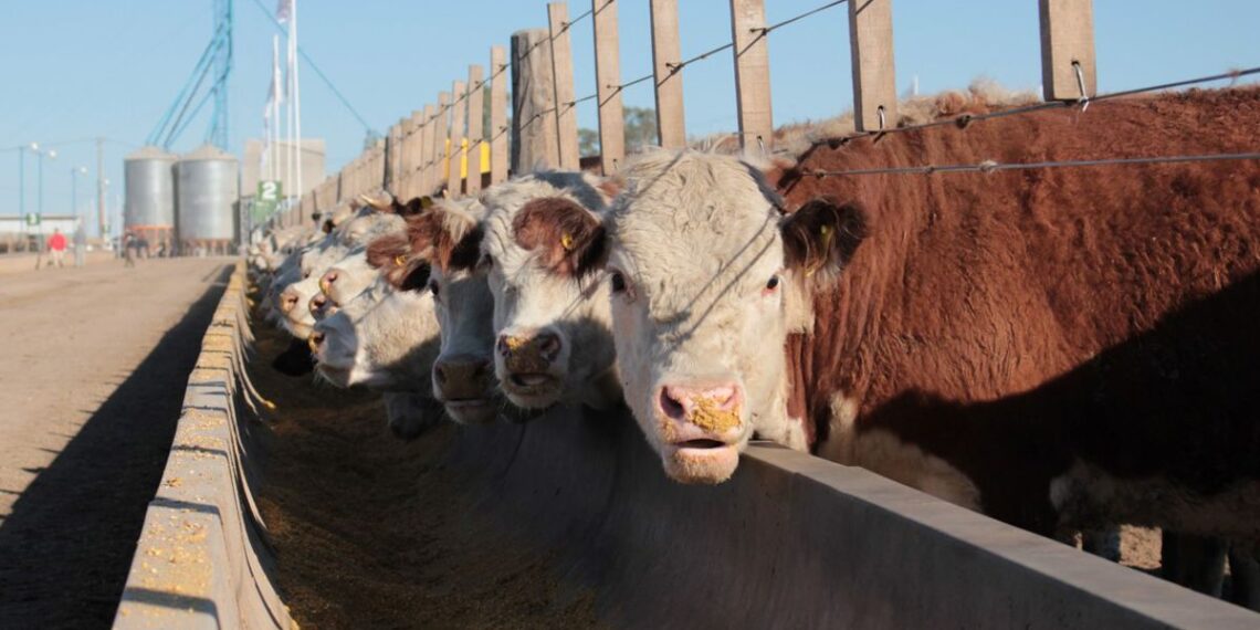 La cantidad de animales encerrados en feedlots marca un nuevo récord