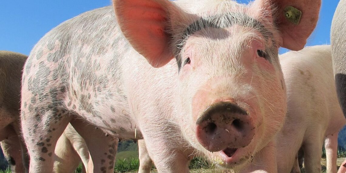La fuerte suba de las exportaciones de cerdo empuja los precios y mejora la rentabilidad de los productores