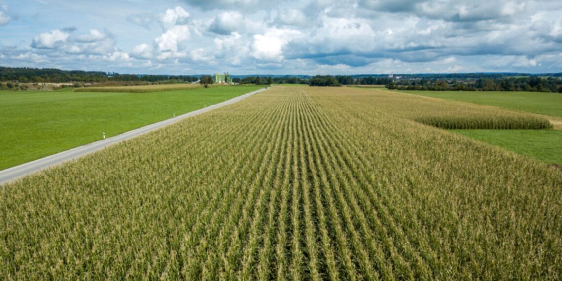 “La Niña”: buenas noticias para la primavera 2024 y malas para el verano 2025