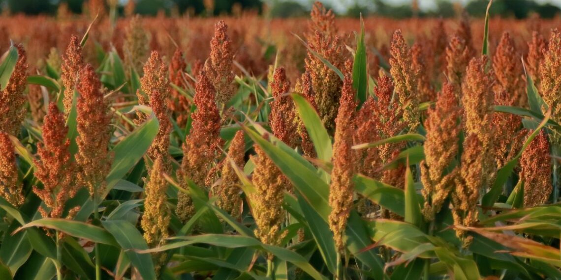 Con un crecimiento del 20% interanual, la cosecha de sorgo finalizó en 3 millones de toneladas