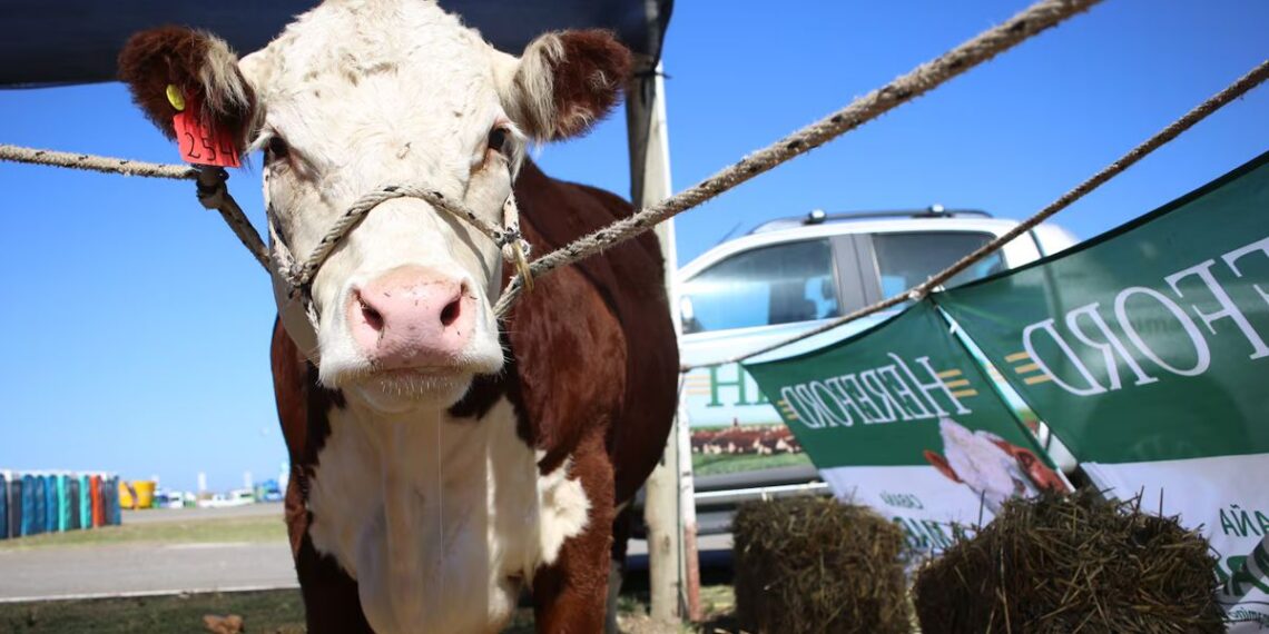 Hereford: Subrayan el potencial del mercado global de carnes y solicitan estabilidad para impulsar inversiones