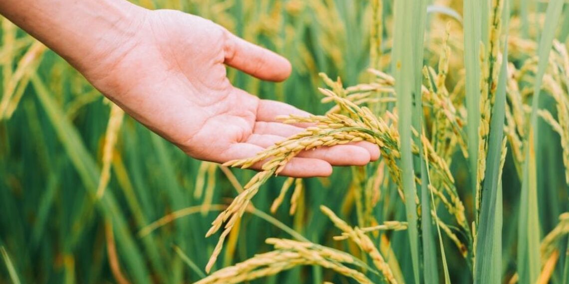 En Corrientes proyectan una siembra de arroz “histórica”