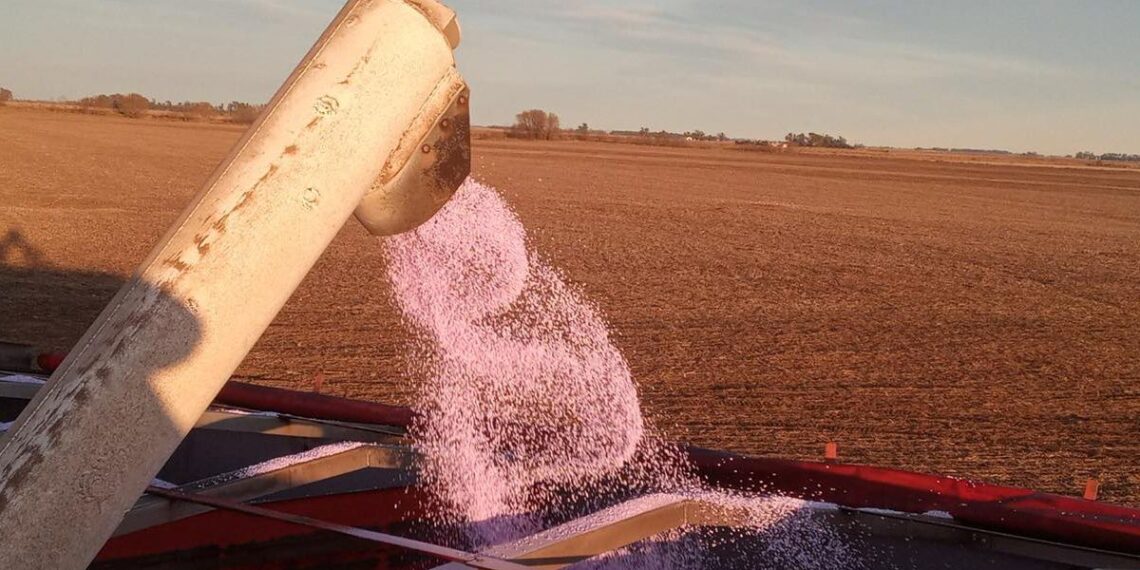 Fertilización: Clave para la rentabilidad en la campaña gruesa 2024/25