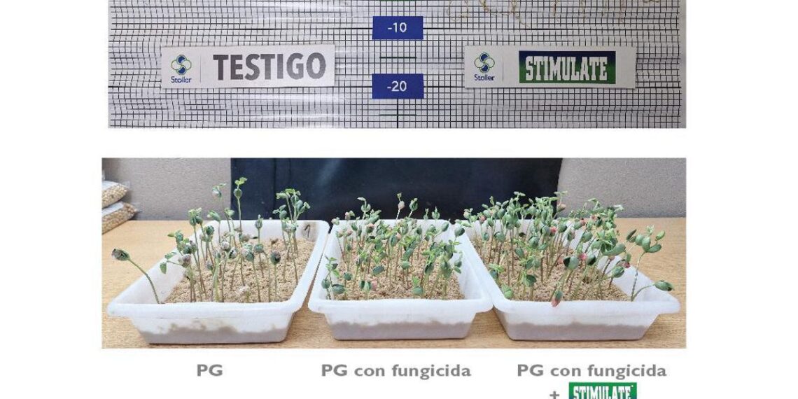 Semillas de calidad, el primer paso para lograr una siembra exitosa