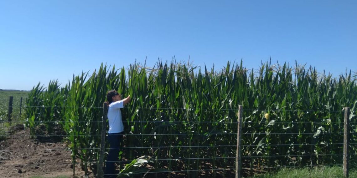 Control y prevención: la batalla del INTA contra la chicharrita en los campos de maíz