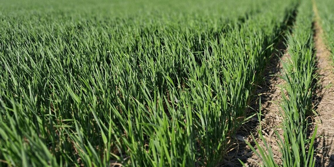 El impacto de los Cultivos de Servicio y Bio-insumos en el stock de Carbono de los suelos