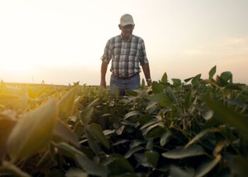 Campaña gruesa: con el cambio climático el productor busca protegerse en una compañía 100% confiable