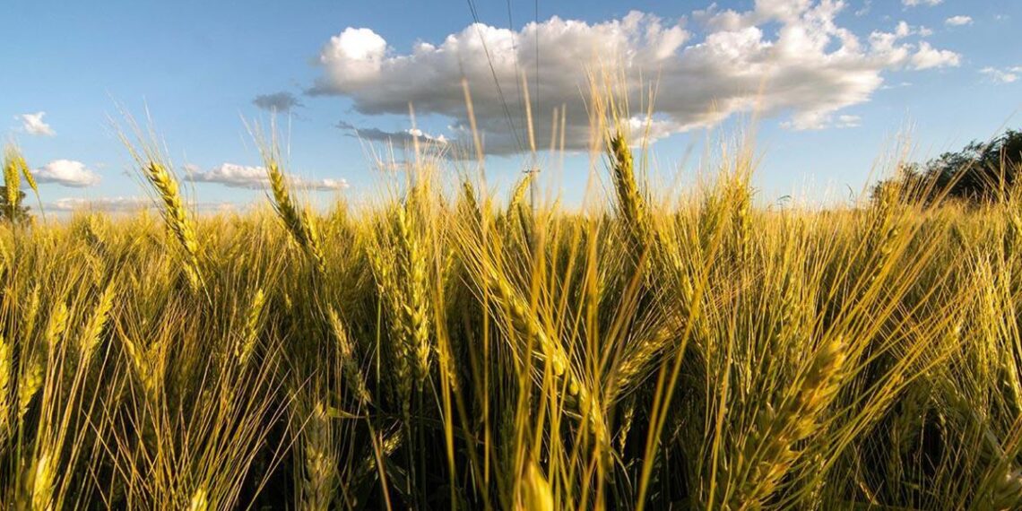 A pesar de las complicaciones climáticas, aseguran que la oferta de trigo se mantendrá firme en 2025