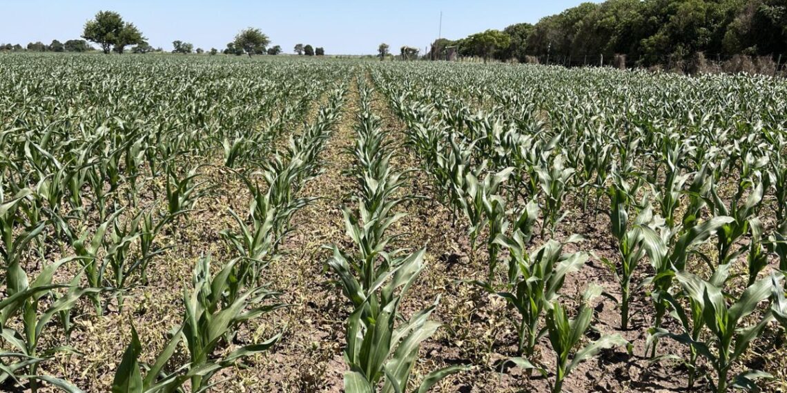 Brucia, el herbicida post-emergente para maíz que controla yuyo colorado y chloris, gana terreno entre los productores