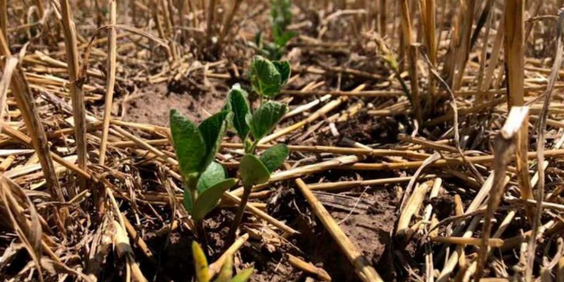 Ya se sembró un 85% de la soja de primera y la de segunda cobra impulso