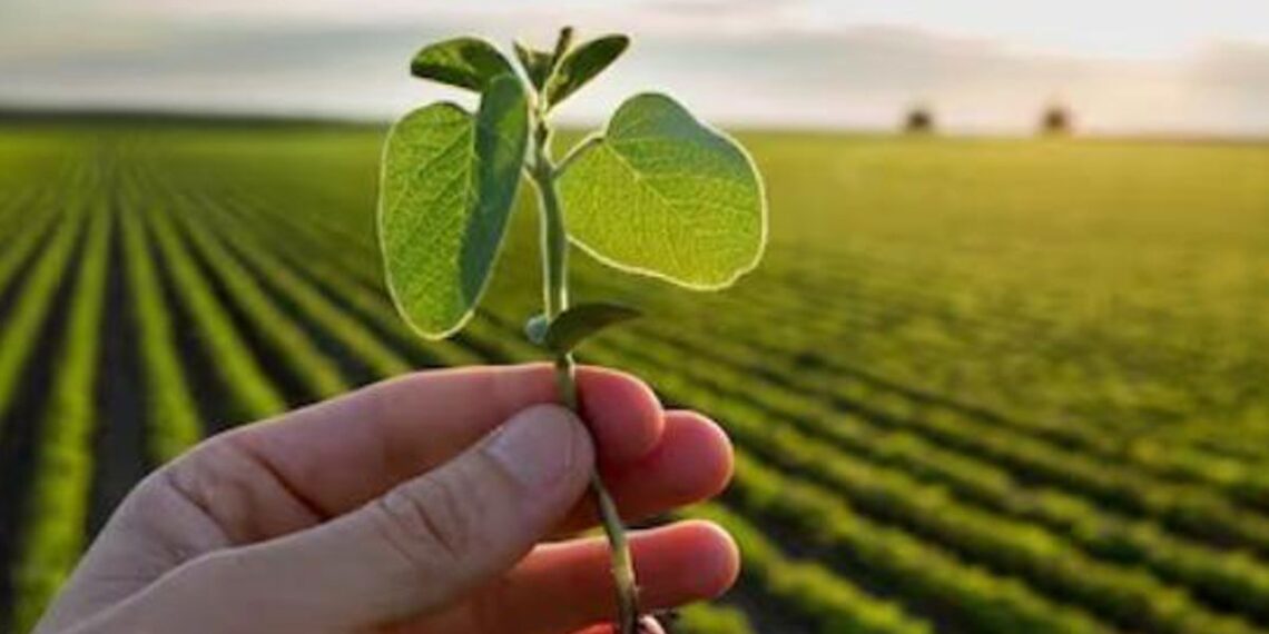 Potencia, productividad y protección: claves del fungicida más eficiente en soja y maní