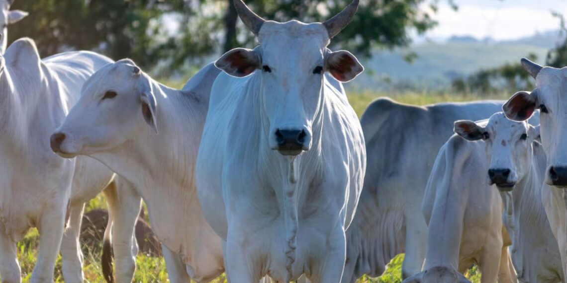 Brasil implementará la trazabilidad bovina obligatoria desde 2027