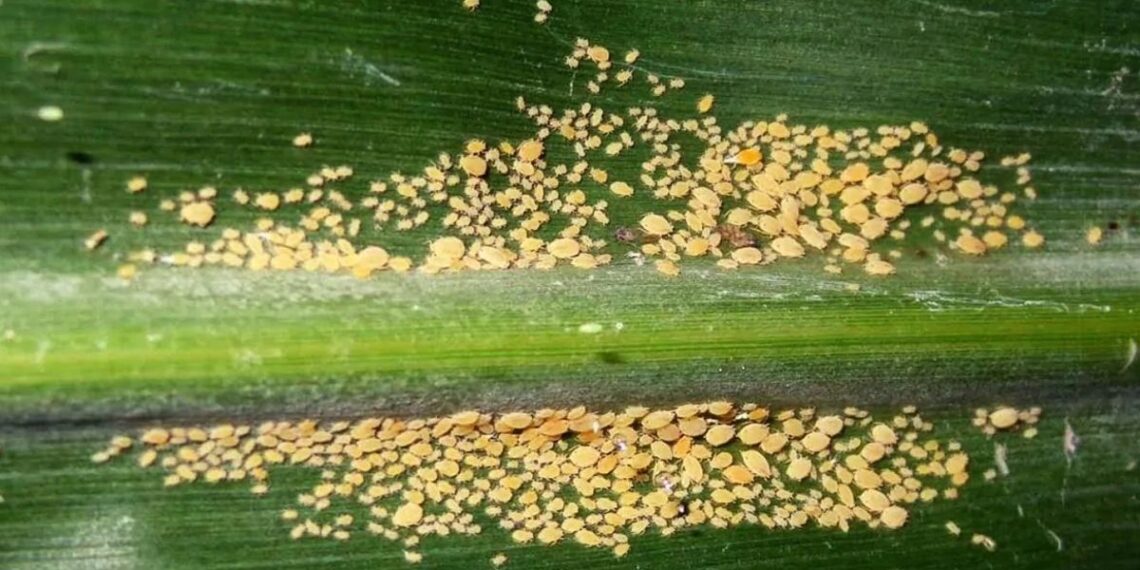El pulgón amarillo del sorgo adelantó su llegada este año