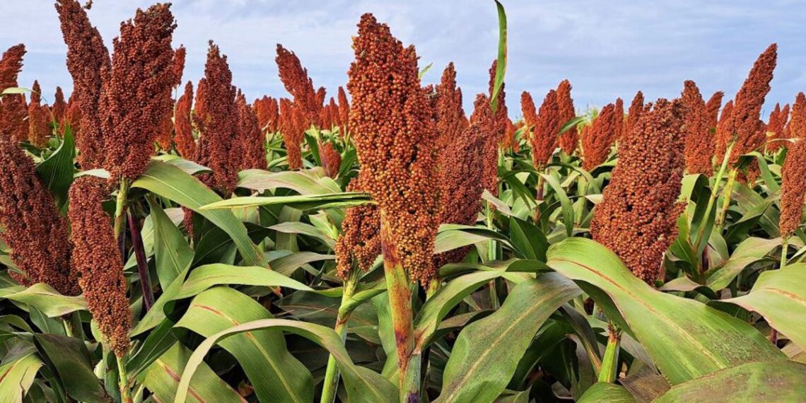 Aumentó el rendimiento del sorgo 2023/24, aunque persiste la falta de adopción tecnológica
