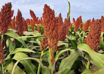 Aumentó el rendimiento del sorgo 2023/24, aunque persiste la falta de adopción tecnológica