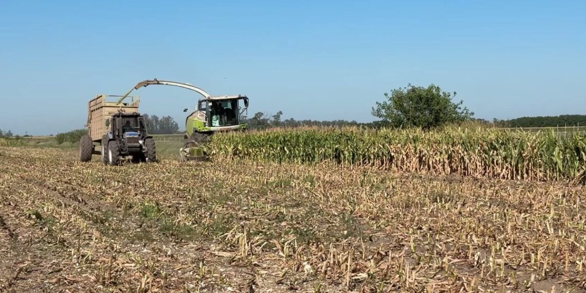 Picado de maíces Advanta en el Establecimiento “La Alpina” – Clason (Santa Fe)