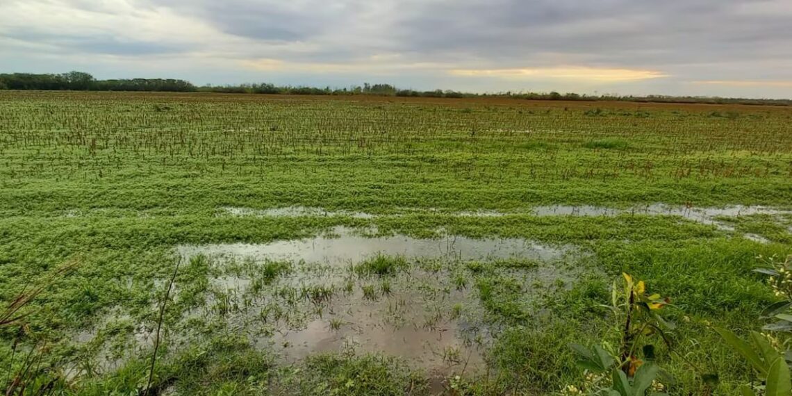 Lluvias desiguales en el campo: mejoras en ciertas áreas del centro y norte