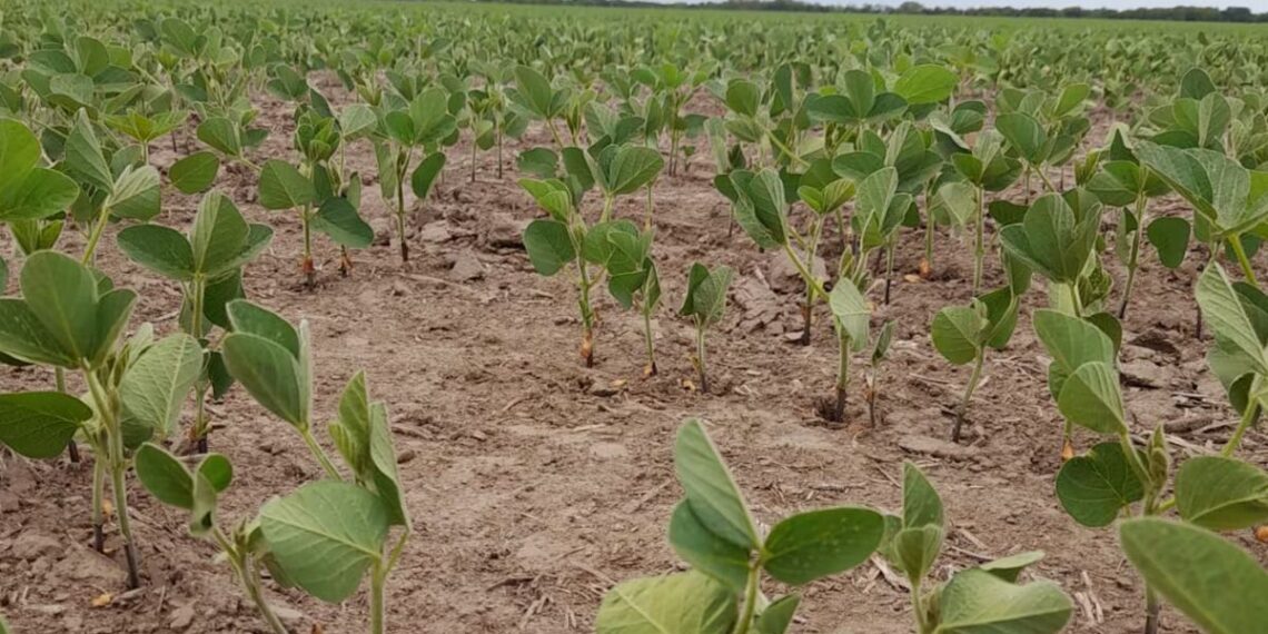 Productores del norte bonaerense advierten sobre la pérdida de rinde por la sequía