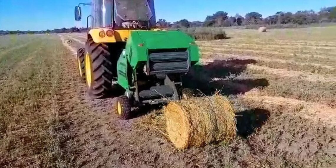 Mini rollos de alfalfa, una solución tecnológica para pequeños productores