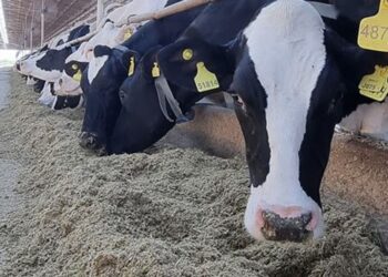 La lechería arranca 2025 con optimismo y proyecta un aumento del 5,7 % en la producción anual
