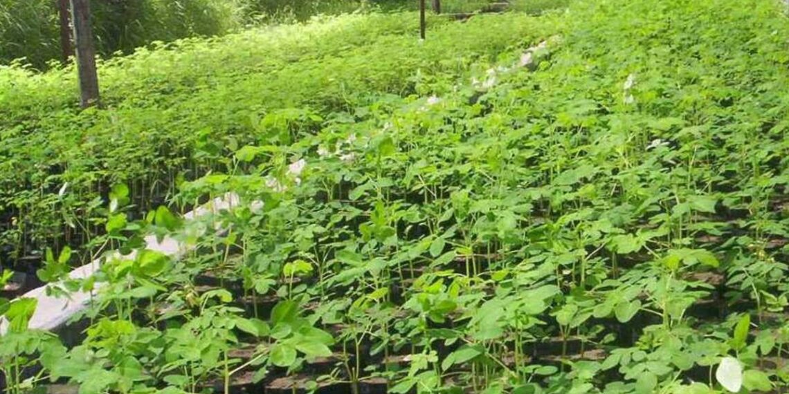 Estudian el cultivo moringa como una alternativa para la región