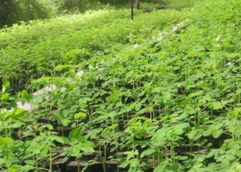 Estudian el cultivo moringa como una alternativa para la región