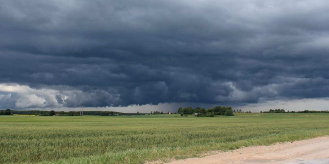 Más parejas y superiores a lo esperado: cuál fue el impacto de las lluvias en la zona núcleo