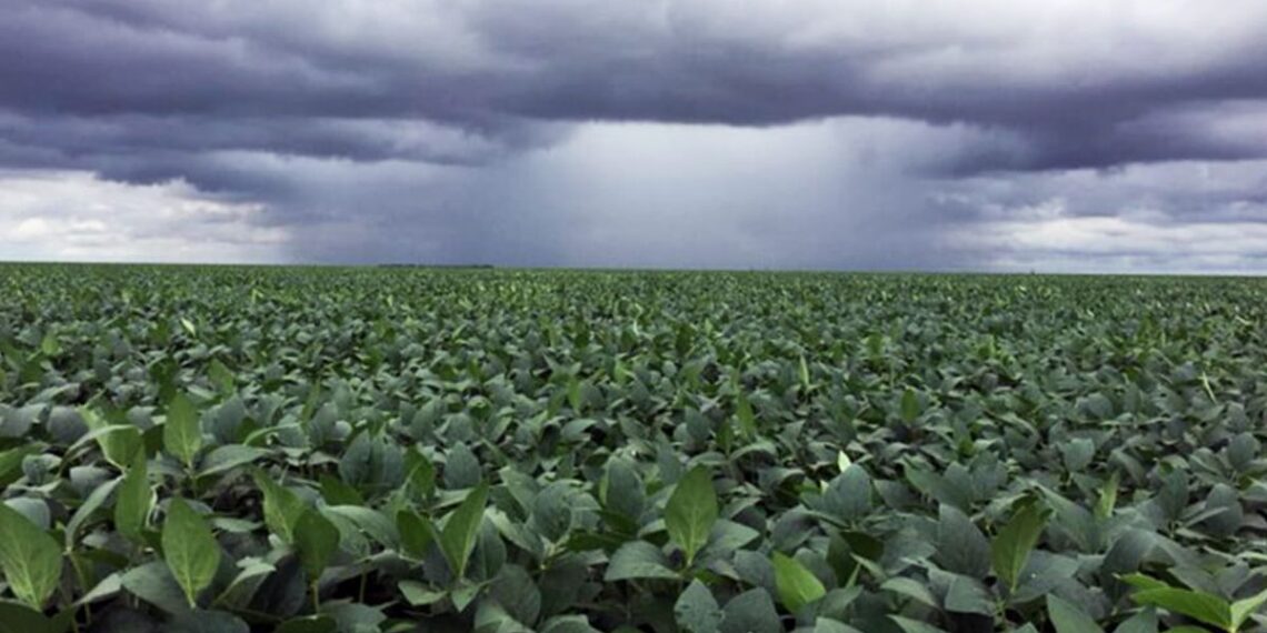Las lluvias impulsan las expectativas de rendimiento en la soja con posibilidad de alcanzar los 40 quintales