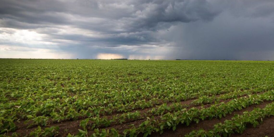 Las lluvias marcaron un cambio en la región núcleo y mejora la situación hídrica para la fina