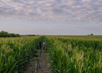 Se larga el “SupraRoad”, la gira de la genética y la agronomía