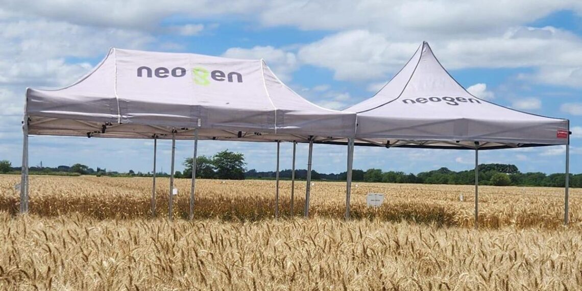 Siembra Triguera 2025: con estrategia y el sello Neogen para una campaña exitosa