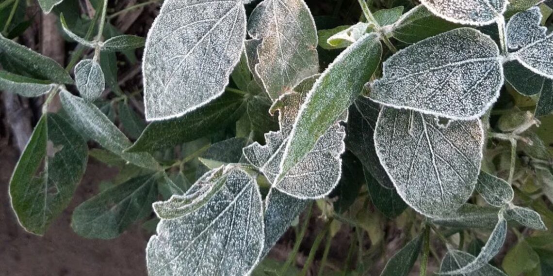 El campo en alerta: heladas tempranas sorprendieron a productores y se evalúan daños