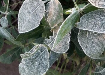 El campo en alerta: heladas tempranas sorprendieron a productores y se evalúan daños