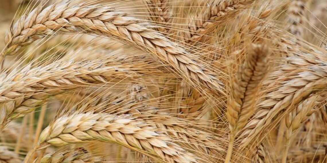 El trigo gana terreno en Córdoba y desplaza al garbanzo en la campaña 2025/26